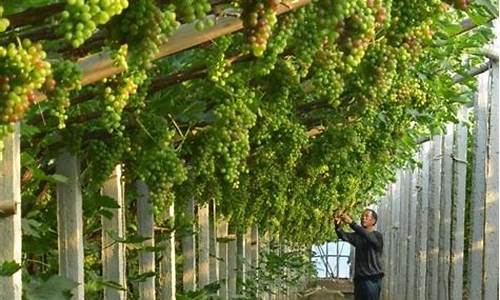 葡萄怎么种植技术视频_葡萄怎么种植技术视频教程